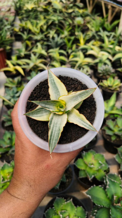 Sansevieria Snow White Size 10 Cm, real gallery image #17 plants. Picture taken directly from kaktus.id community Sansevieria farmer green houses.
