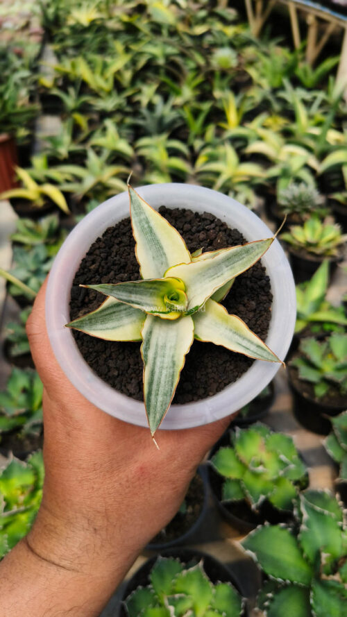 Sansevieria Snow White Size 10 Cm, real gallery image #14 plants. Picture taken directly from kaktus.id community Sansevieria farmer green houses.