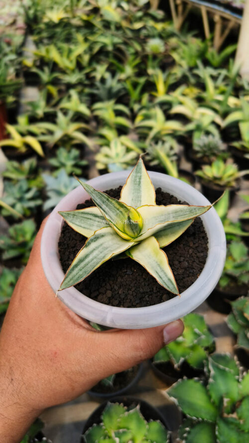 Sansevieria Snow White Size 10 Cm, real gallery image #15 plants. Picture taken directly from kaktus.id community Sansevieria farmer green houses.