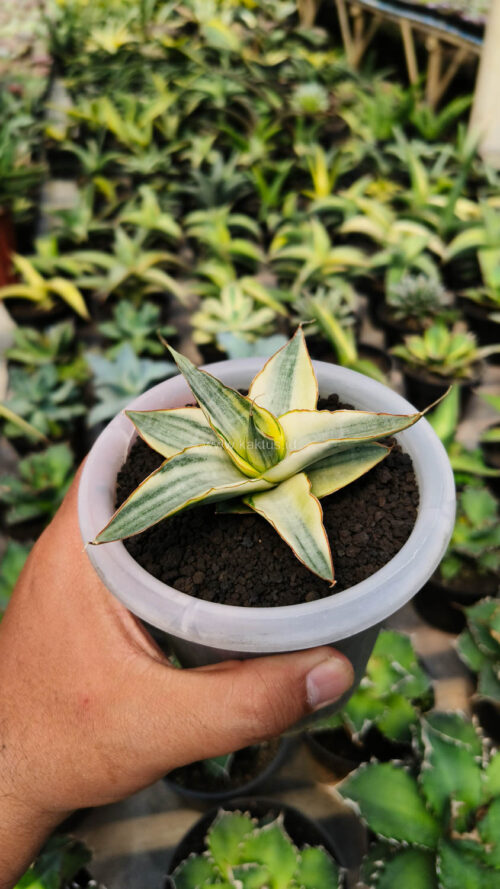 Sansevieria Snow White Size 10 Cm, real gallery image #16 plants. Picture taken directly from kaktus.id community Sansevieria farmer green houses.