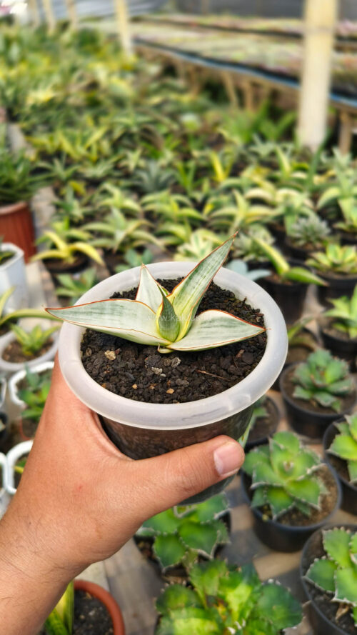 Sansevieria Snow White Size 10 Cm, real gallery image #1 plants. Picture taken directly from kaktus.id community Sansevieria farmer green houses.