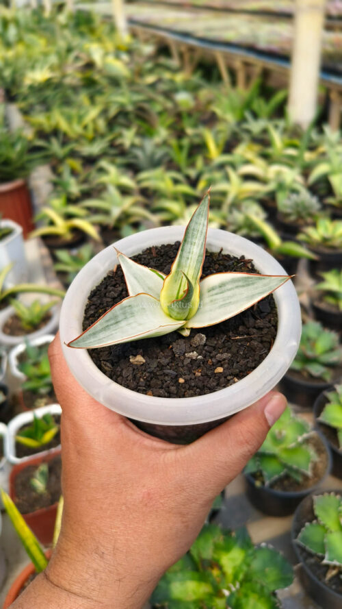 Sansevieria Snow White Size 10 Cm, real gallery image #2 plants. Picture taken directly from kaktus.id community Sansevieria farmer green houses.