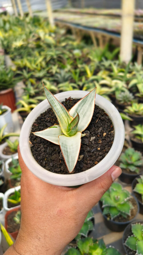 Sansevieria Snow White Size 10 Cm, real gallery image #3 plants. Picture taken directly from kaktus.id community Sansevieria farmer green houses.