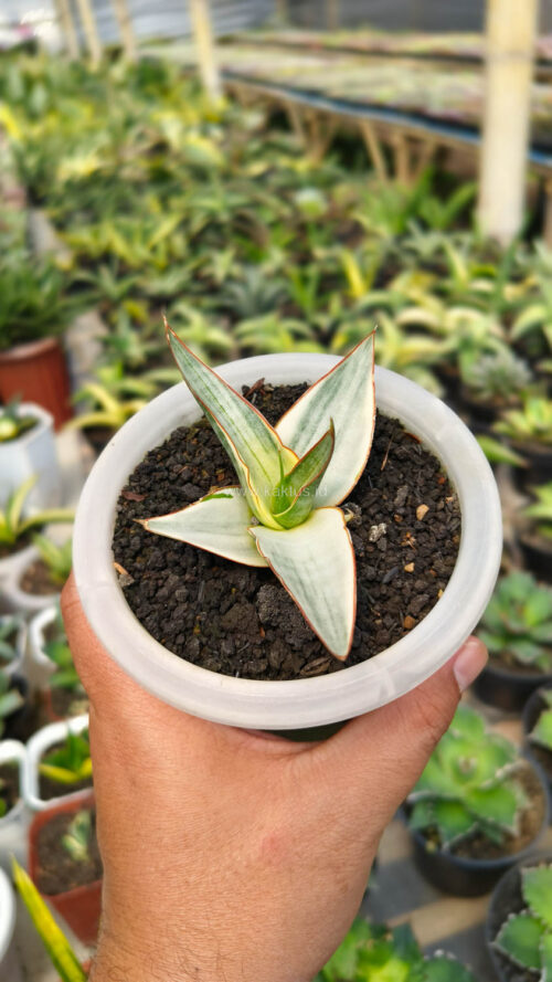 Sansevieria Snow White Size 10 Cm, real gallery image #4 plants. Picture taken directly from kaktus.id community Sansevieria farmer green houses.