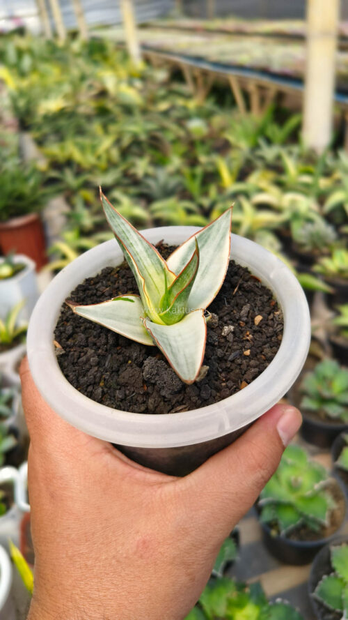 Sansevieria Snow White Size 10 Cm, real gallery image #5 plants. Picture taken directly from kaktus.id community Sansevieria farmer green houses.