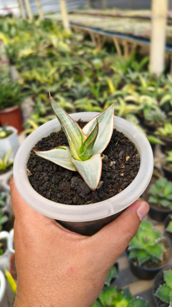 kaktus.id