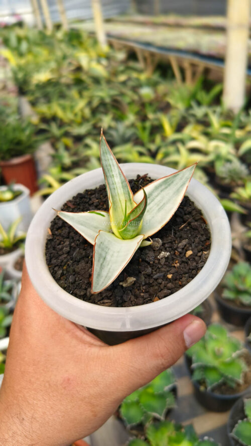 Sansevieria Snow White Size 10 Cm, real gallery image #6 plants. Picture taken directly from kaktus.id community Sansevieria farmer green houses.