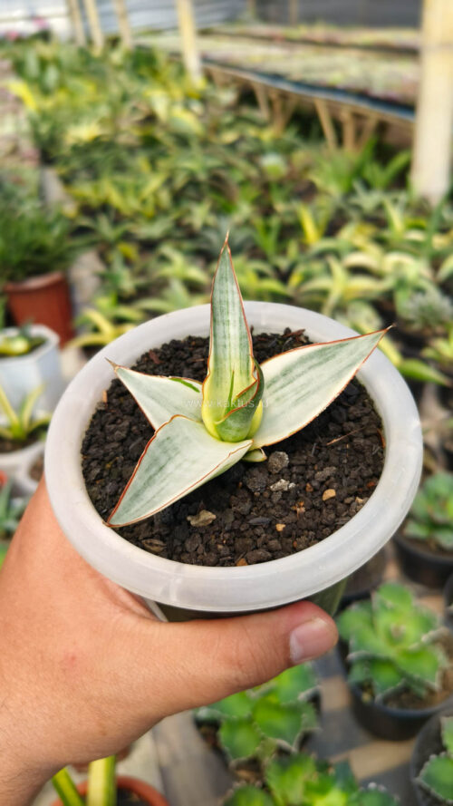 Sansevieria Snow White Size 10 Cm, real gallery image #7 plants. Picture taken directly from kaktus.id community Sansevieria farmer green houses.