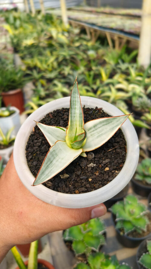 Sansevieria Snow White Size 10 Cm, real gallery image #8 plants. Picture taken directly from kaktus.id community Sansevieria farmer green houses.