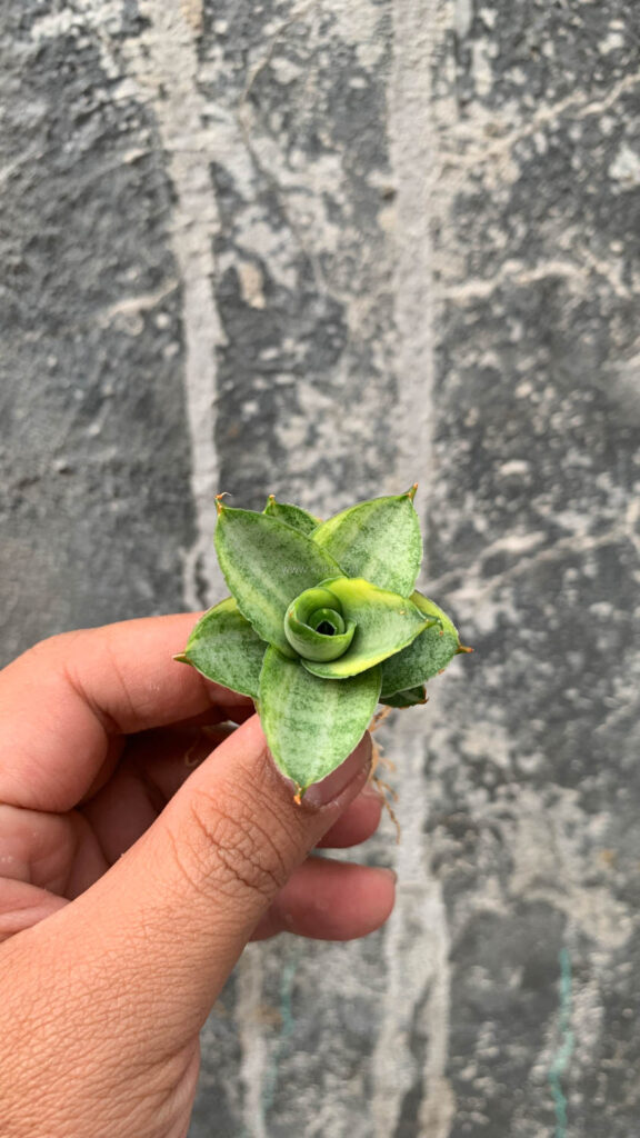 kaktus.id