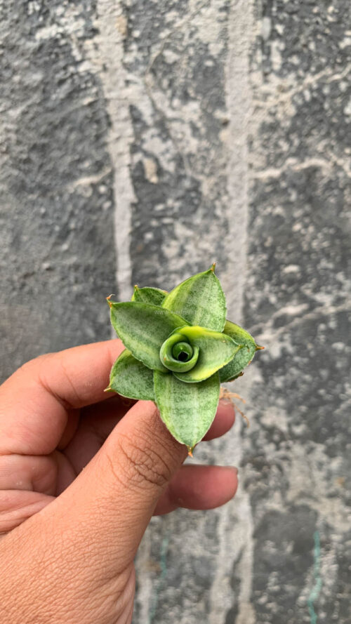 Sansevieria Pagoda Variegated, real gallery image #10 plants. Picture taken directly from kaktus.id community Sansevieria farmer green houses.