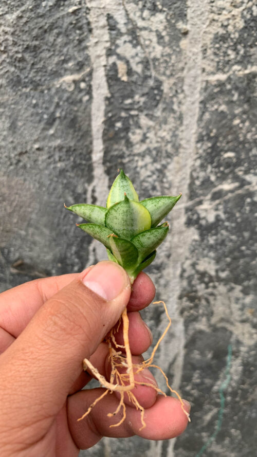 Sansevieria Pagoda Variegated, real gallery image #5 plants. Picture taken directly from kaktus.id community Sansevieria farmer green houses.