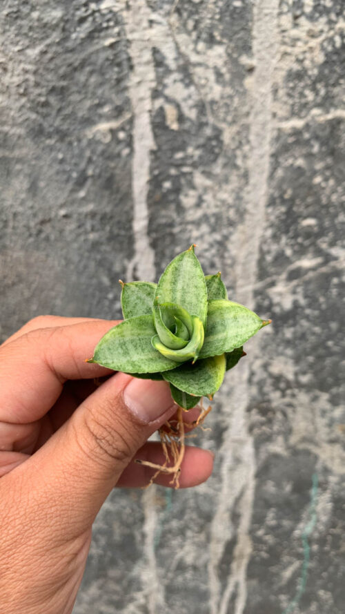 Sansevieria Pagoda Variegated, real gallery image #4 plants. Picture taken directly from kaktus.id community Sansevieria farmer green houses.