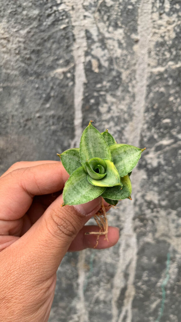 kaktus.id