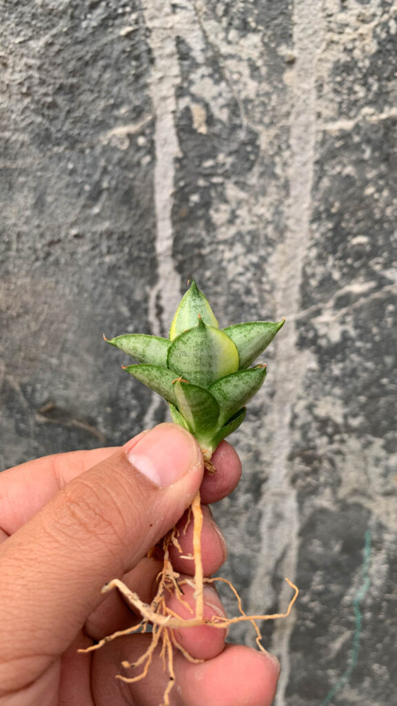 kaktus.id