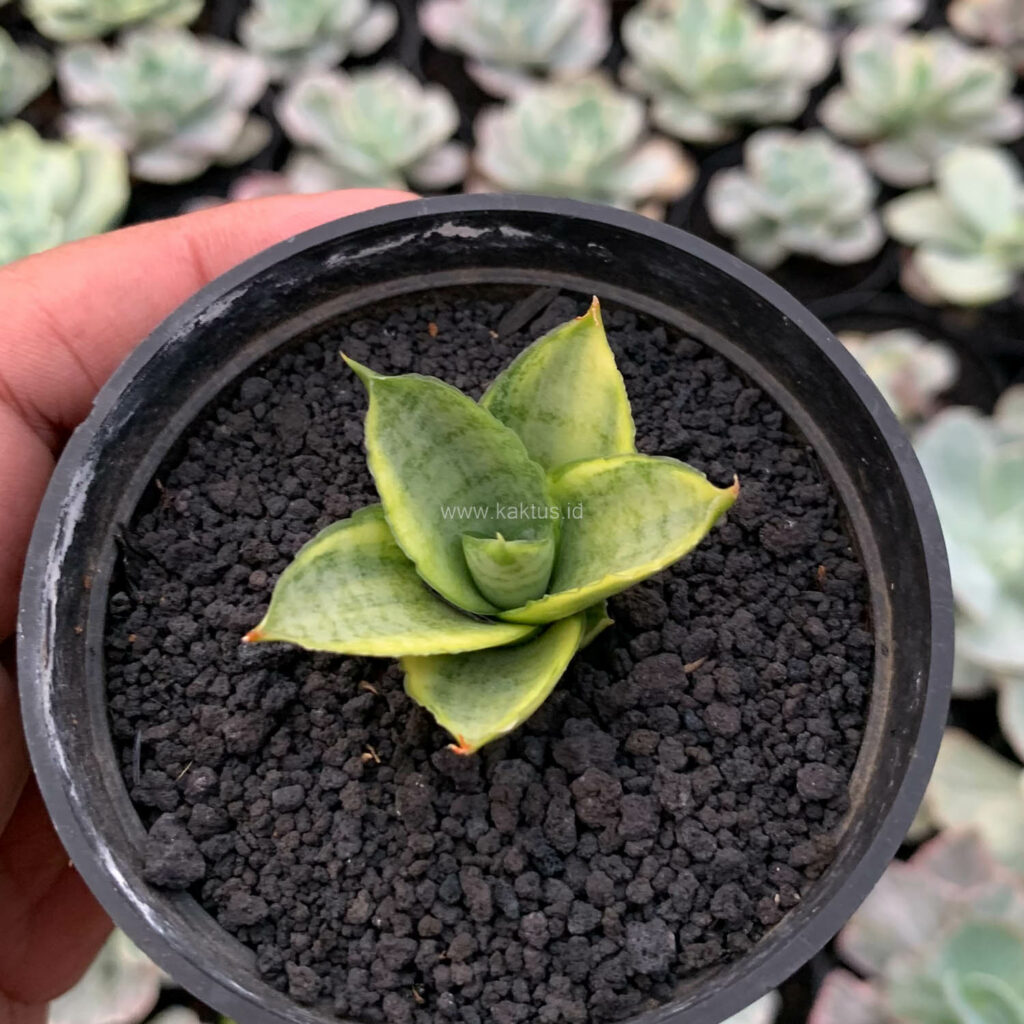 kaktus.id