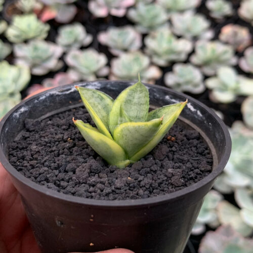 Sansevieria Pagoda Variegated, real gallery image #6 plants. Picture taken directly from kaktus.id community Sansevieria farmer green houses.