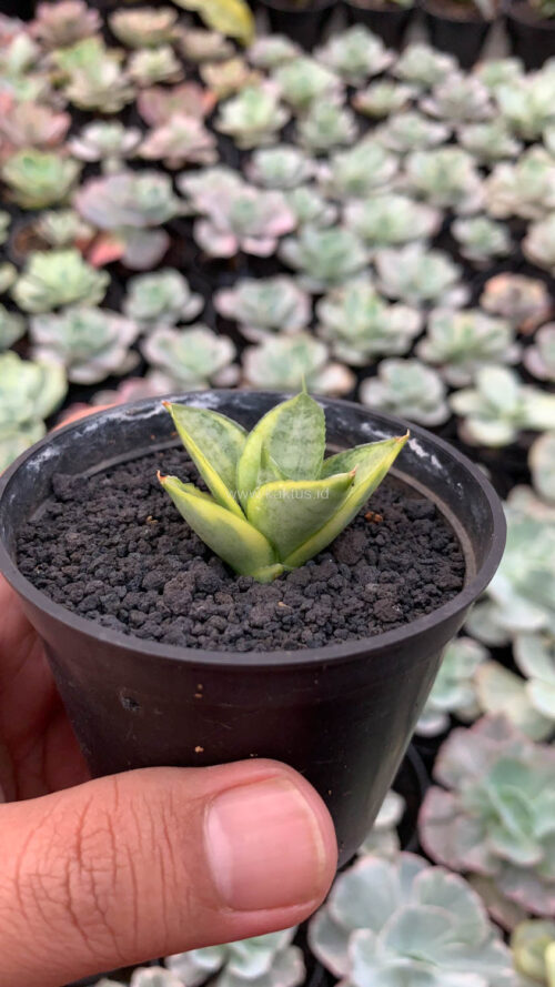 Sansevieria Pagoda Variegated, real gallery image #3 plants. Picture taken directly from kaktus.id community Sansevieria farmer green houses.