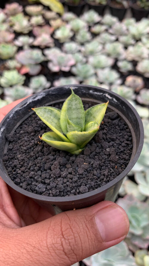 Sansevieria Pagoda Variegated, real gallery image #8 plants. Picture taken directly from kaktus.id community Sansevieria farmer green houses.