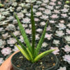 Sansevieria Bunlo Torch Variegated, real feature image plant. Picture taken directly from kaktus.id community Sansevieria farmer green houses.