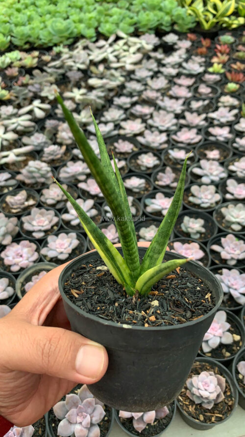 Sansevieria Bunlo Torch Variegated, real gallery image #1 plants. Picture taken directly from kaktus.id community Sansevieria farmer green houses.