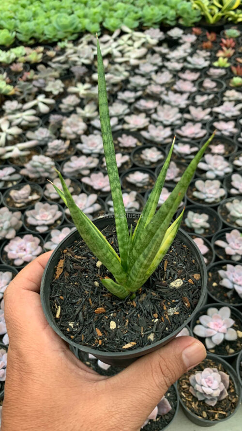 Sansevieria Bunlo Torch Variegated, real gallery image #2 plants. Picture taken directly from kaktus.id community Sansevieria farmer green houses.