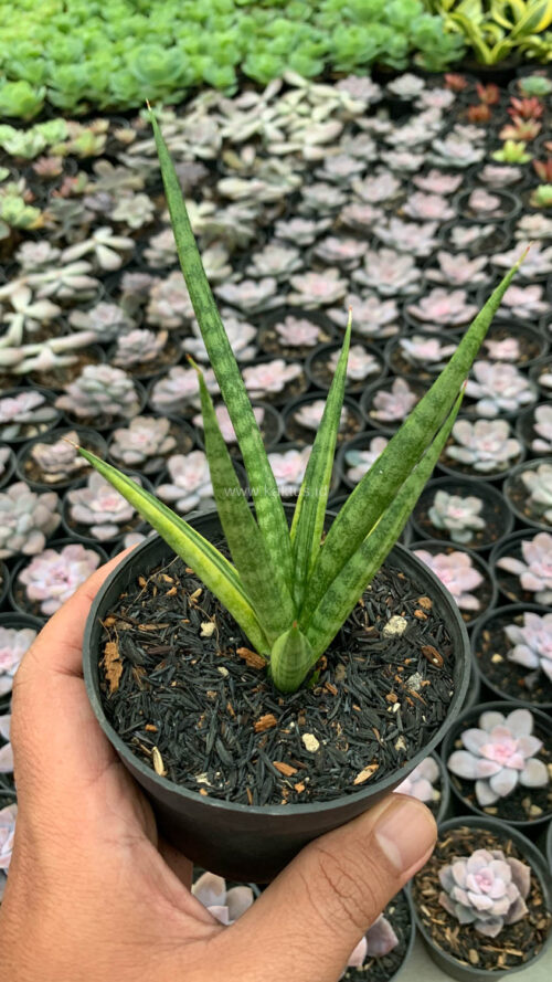 Sansevieria Bunlo Torch Variegated, real gallery image #3 plants. Picture taken directly from kaktus.id community Sansevieria farmer green houses.