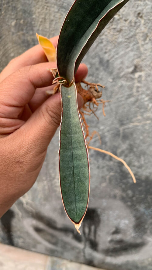 Sansevieria Super Pink, real gallery image #6 plants. Picture taken directly from kaktus.id community Sansevieria farmer green houses.