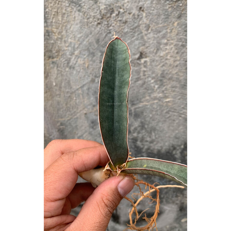 レアSansevieria R2470 Super Pink variegated スーパーピンク