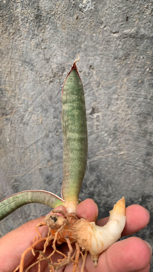 Sansevieria Super Pink, real gallery image #4 plants. Picture taken directly from kaktus.id community Sansevieria farmer green houses.