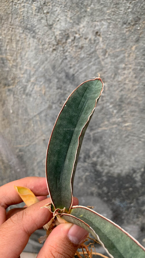 Sansevieria Super Pink, real gallery image #2 plants. Picture taken directly from kaktus.id community Sansevieria farmer green houses.