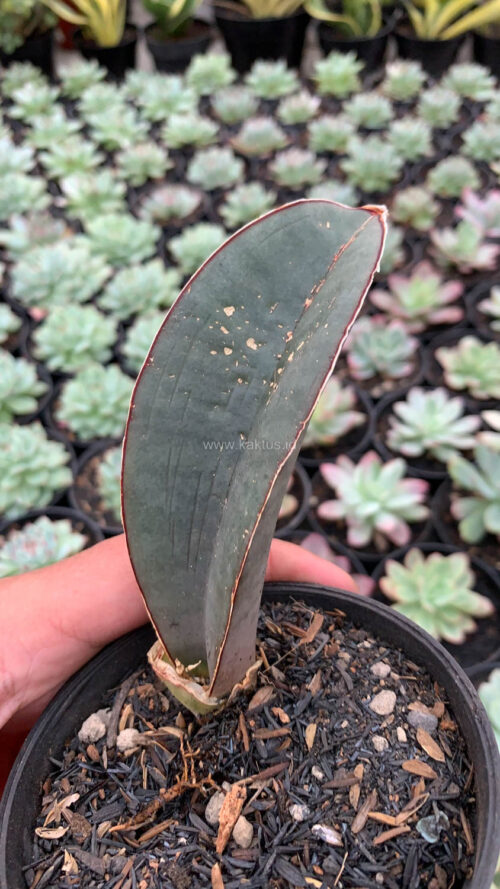 Sansevieria Super Pink, real gallery image #5 plants. Picture taken directly from kaktus.id community Sansevieria farmer green houses.