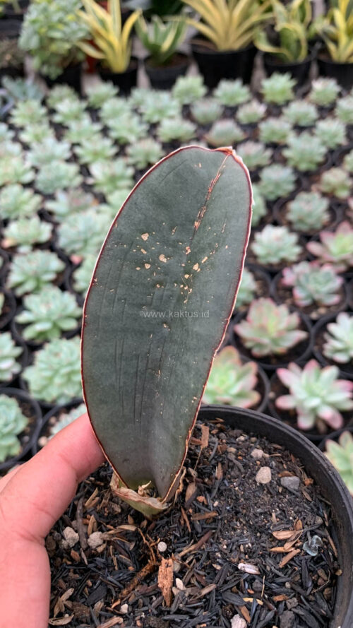Sansevieria Super Pink, real gallery image #7 plants. Picture taken directly from kaktus.id community Sansevieria farmer green houses.
