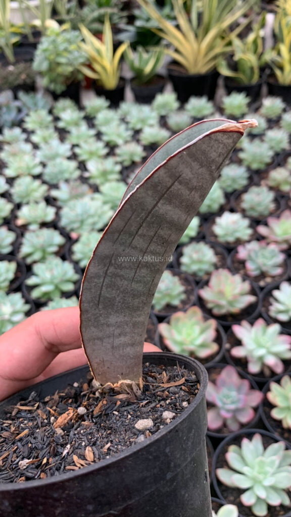 kaktus.id