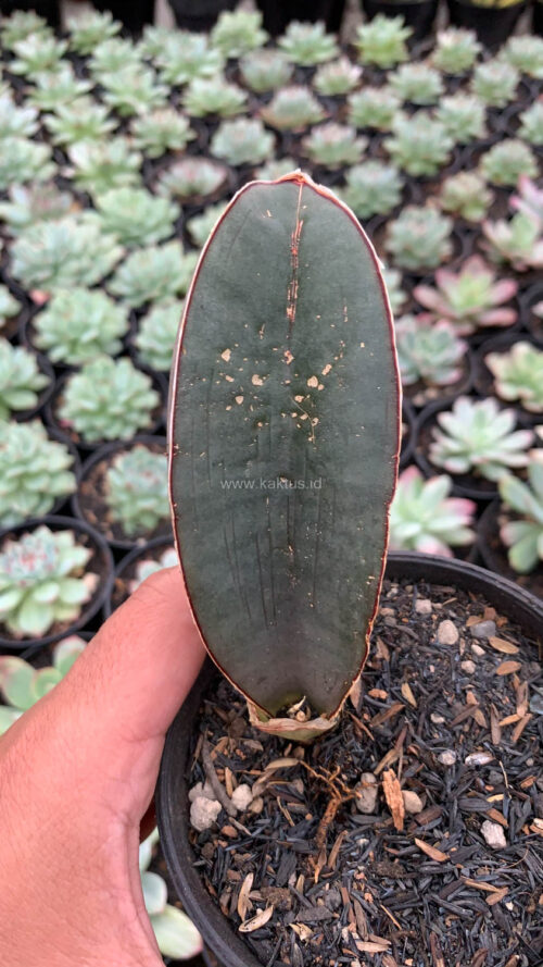 Sansevieria Super Pink, real gallery image #3 plants. Picture taken directly from kaktus.id community Sansevieria farmer green houses.
