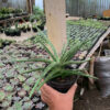Sansevieria Balii Mini, real feature image plant. Picture taken directly from kaktus.id community Sansevieria farmer green houses.