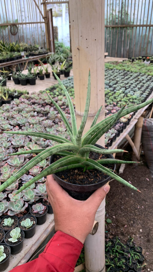 Sansevieria Balii Mini, real gallery image #2 plants. Picture taken directly from kaktus.id community Sansevieria farmer green houses.