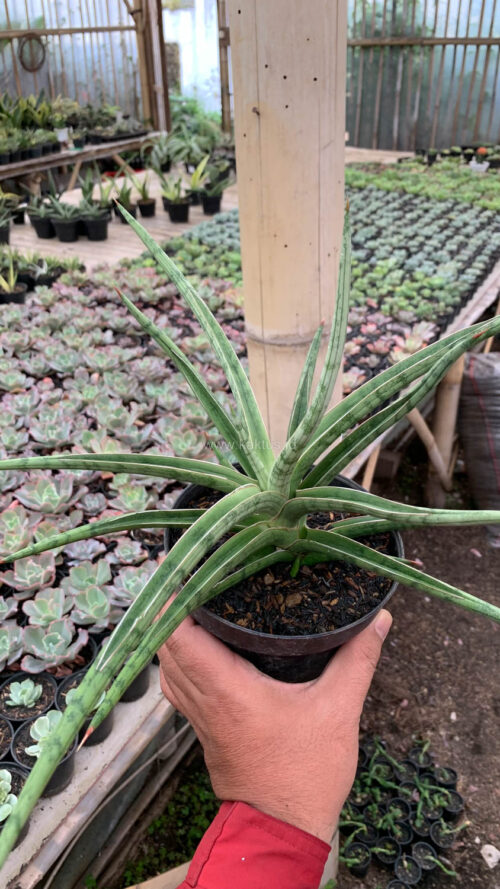 Sansevieria Balii Mini, real gallery image #3 plants. Picture taken directly from kaktus.id community Sansevieria farmer green houses.