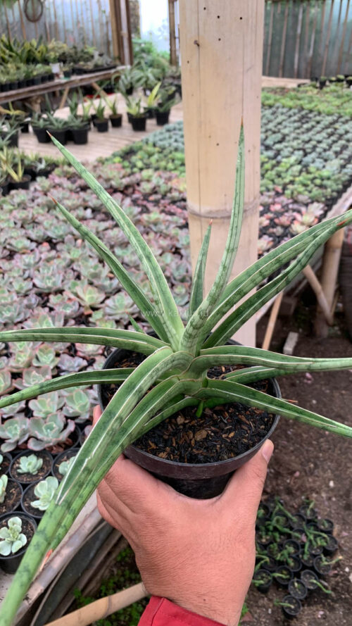 Sansevieria Balii Mini, real gallery image #4 plants. Picture taken directly from kaktus.id community Sansevieria farmer green houses.
