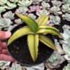Sansevieria Dragon Green Clone Aurea Variegated, real feature image plant. Picture taken directly from kaktus.id community Sansevieria farmer green houses.