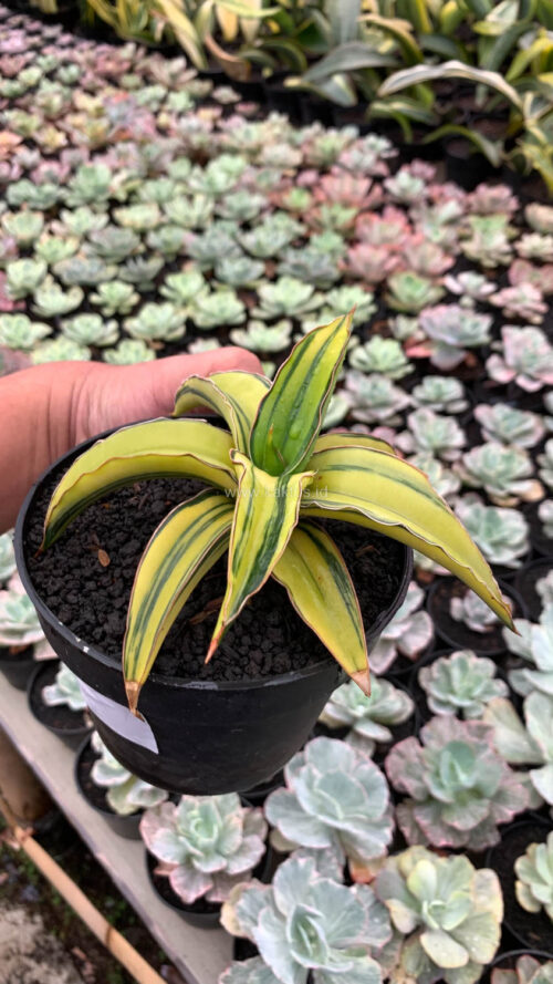 Sansevieria Dragon Green Clone Aurea Variegated, real gallery image #2 plants. Picture taken directly from kaktus.id community Sansevieria farmer green houses.