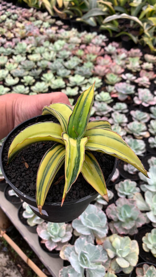 Sansevieria Dragon Green Clone Aurea Variegated, real gallery image #3 plants. Picture taken directly from kaktus.id community Sansevieria farmer green houses.