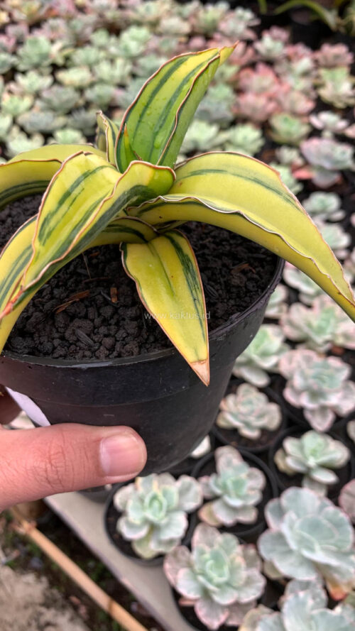 Sansevieria Dragon Green Clone Aurea Variegated, real gallery image #4 plants. Picture taken directly from kaktus.id community Sansevieria farmer green houses.
