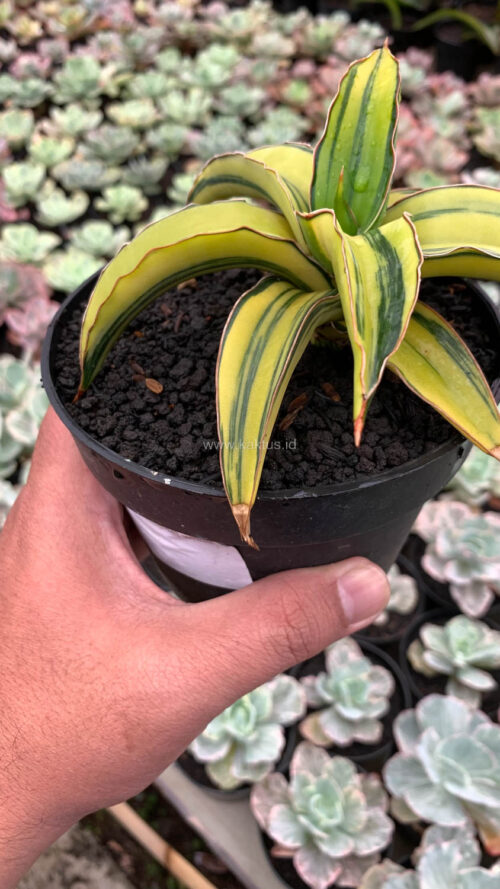 Sansevieria Dragon Green Clone Aurea Variegated, real gallery image #1 plants. Picture taken directly from kaktus.id community Sansevieria farmer green houses.