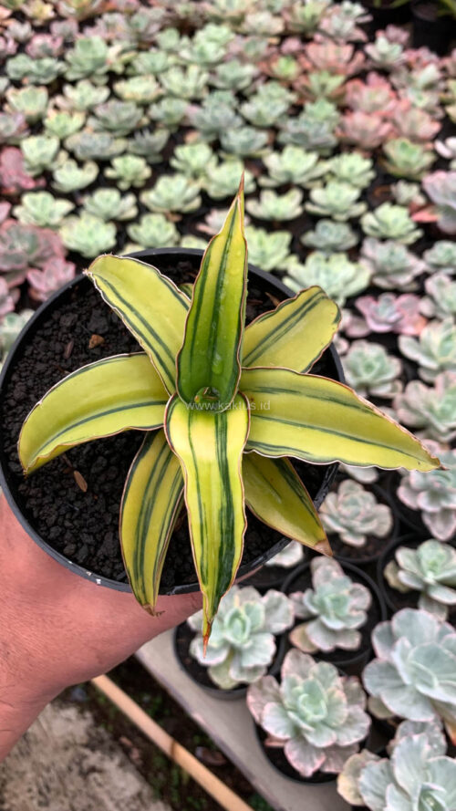 Sansevieria Dragon Green Clone Aurea Variegated, real gallery image #5 plants. Picture taken directly from kaktus.id community Sansevieria farmer green houses.