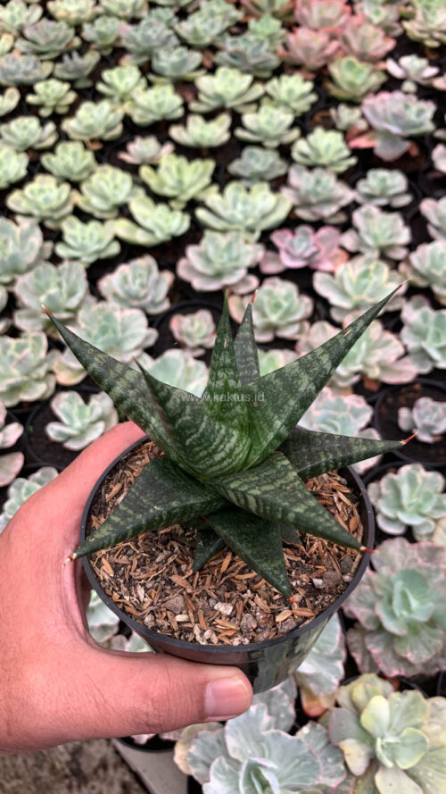 Sansevieria Blorong, real gallery image #4 plants. Picture taken directly from kaktus.id community Sansevieria farmer green houses.