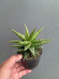 Sansevieria Blorong, real gallery image #11 plants. Picture taken directly from kaktus.id community Sansevieria farmer green houses.