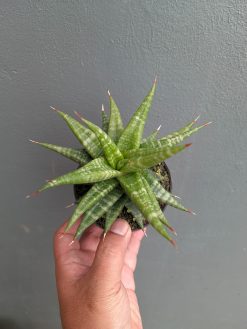 Sansevieria Blorong, real gallery image #17 plants. Picture taken directly from kaktus.id community Sansevieria farmer green houses.