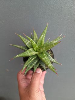 Sansevieria Blorong, real gallery image #7 plants. Picture taken directly from kaktus.id community Sansevieria farmer green houses.