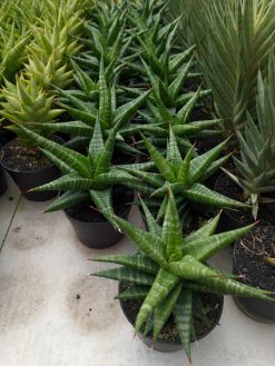Sansevieria Blorong, real gallery image #1 plants. Picture taken directly from kaktus.id community Sansevieria farmer green houses.